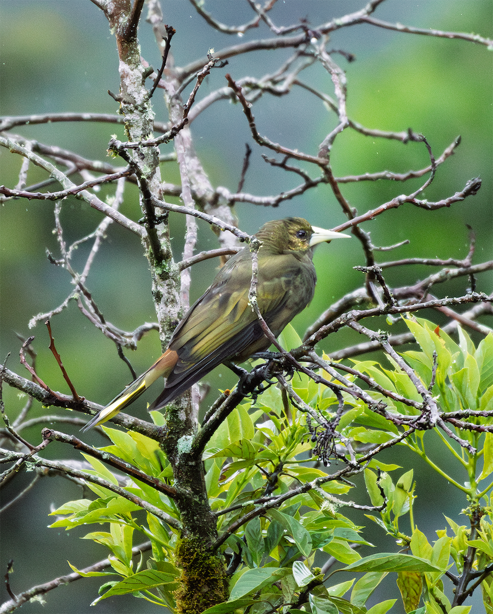 Dusky-green Oropendola - ML635598920