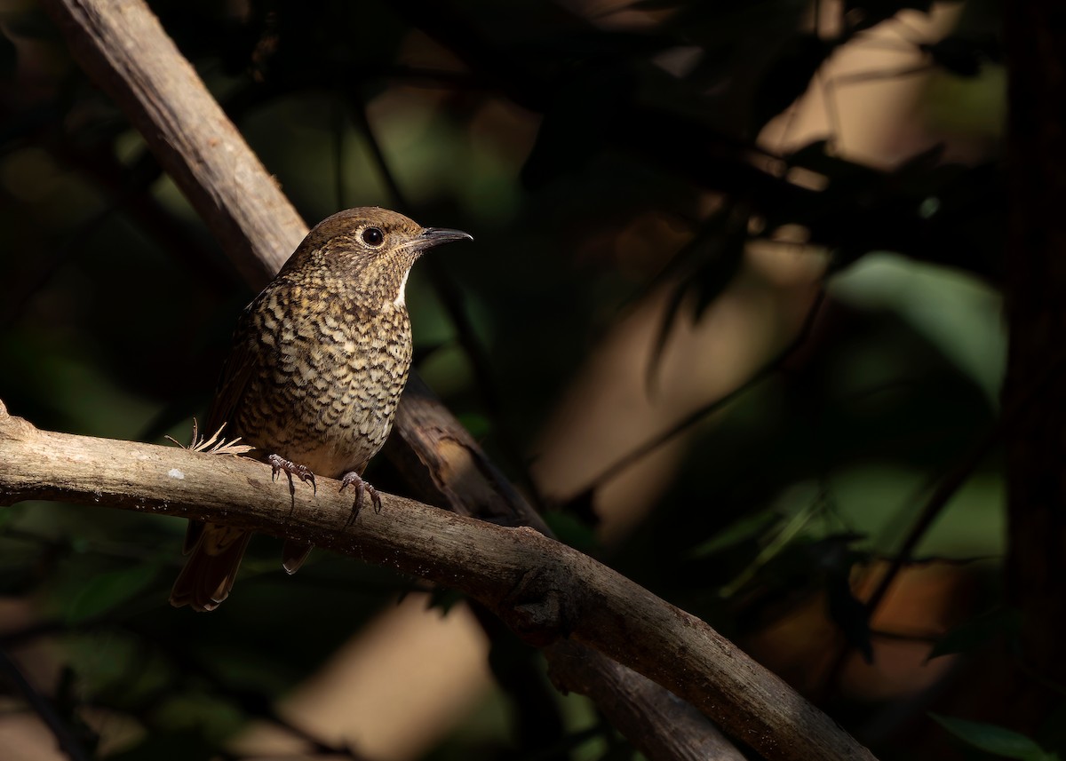 White-throated Rock-Thrush - ML635598997