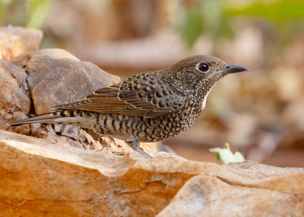 White-throated Rock-Thrush - ML635598998
