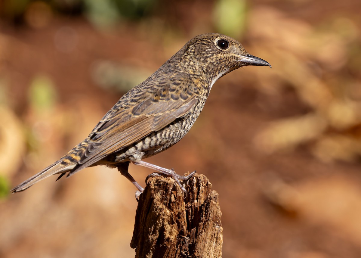White-throated Rock-Thrush - ML635598999