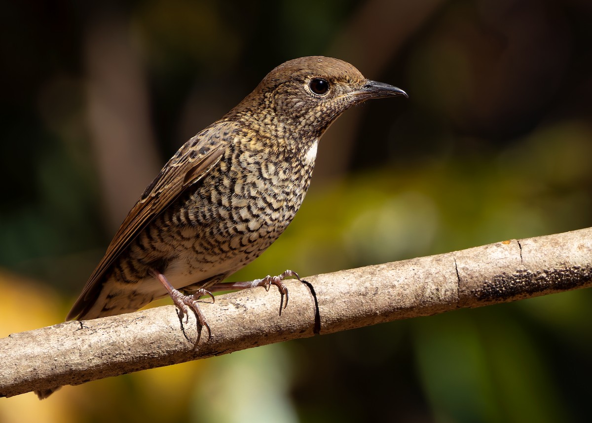 White-throated Rock-Thrush - ML635599000