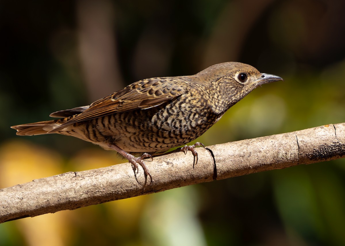 White-throated Rock-Thrush - ML635599002