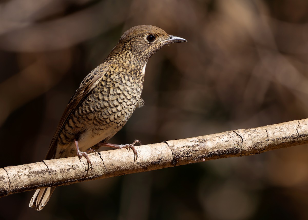 White-throated Rock-Thrush - ML635599003