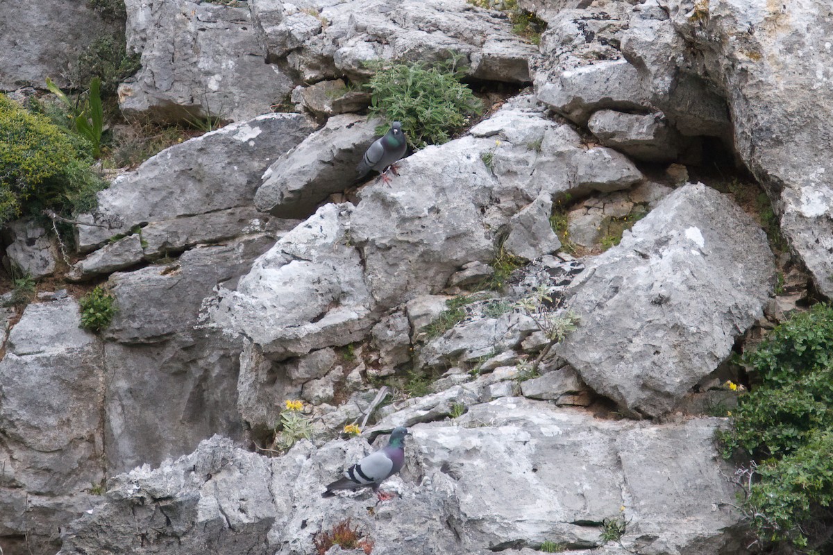 holub skalní (divoký) - ML635599018