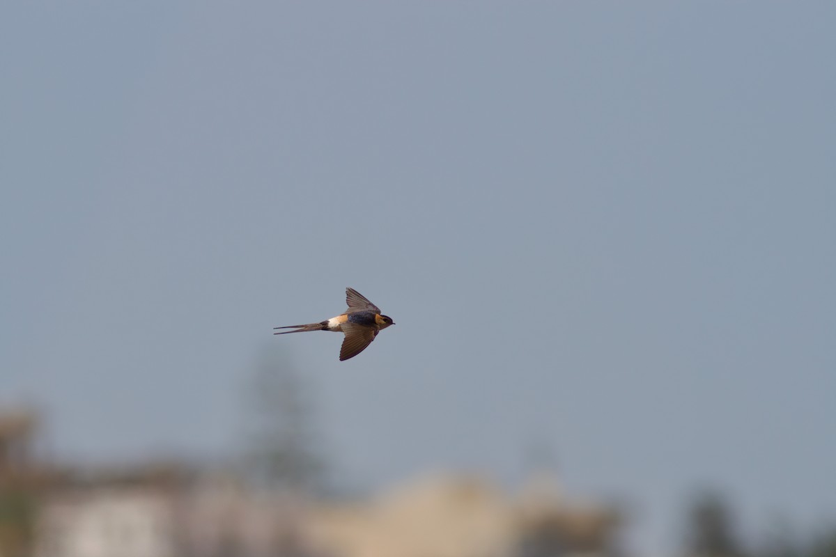 vlaštovka červenavá - ML635599033