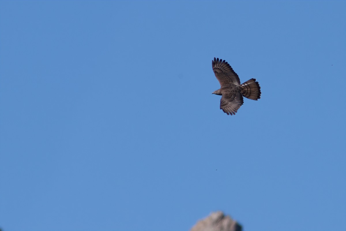 včelojed lesní - ML635599060