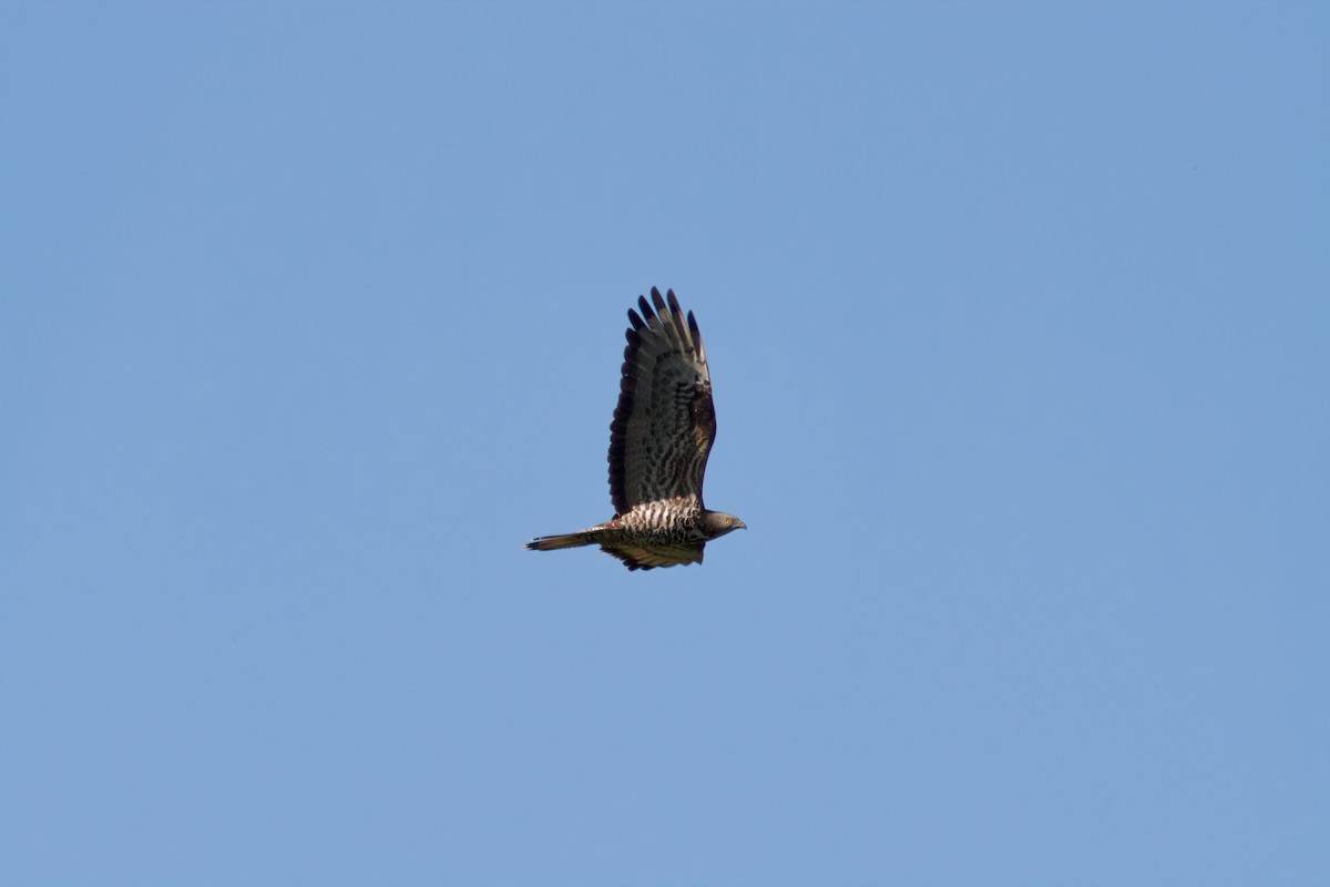 včelojed lesní - ML635599061