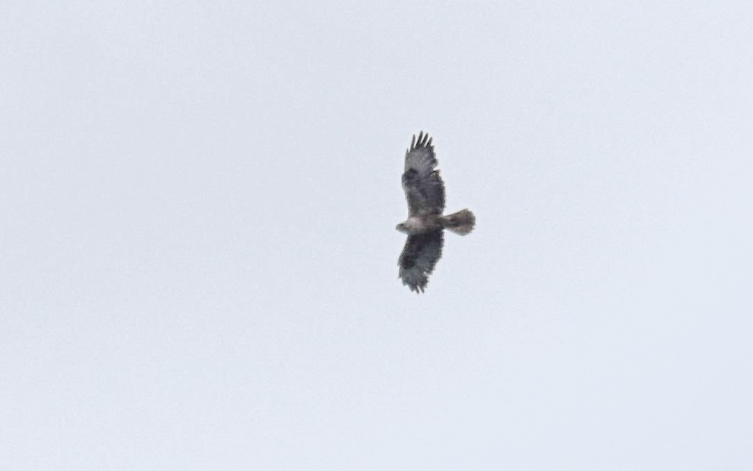 Long-legged Buzzard (Atlas) - ML635599083