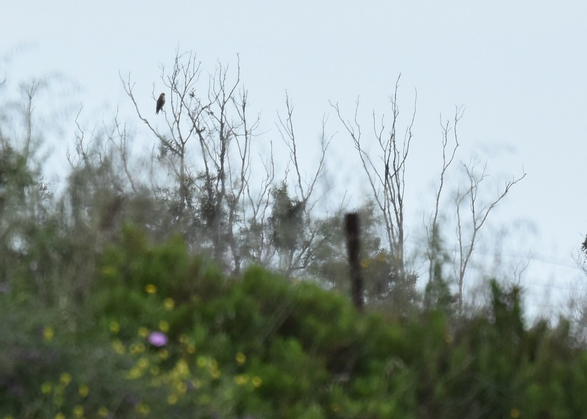 Long-legged Buzzard (Atlas) - ML635599084