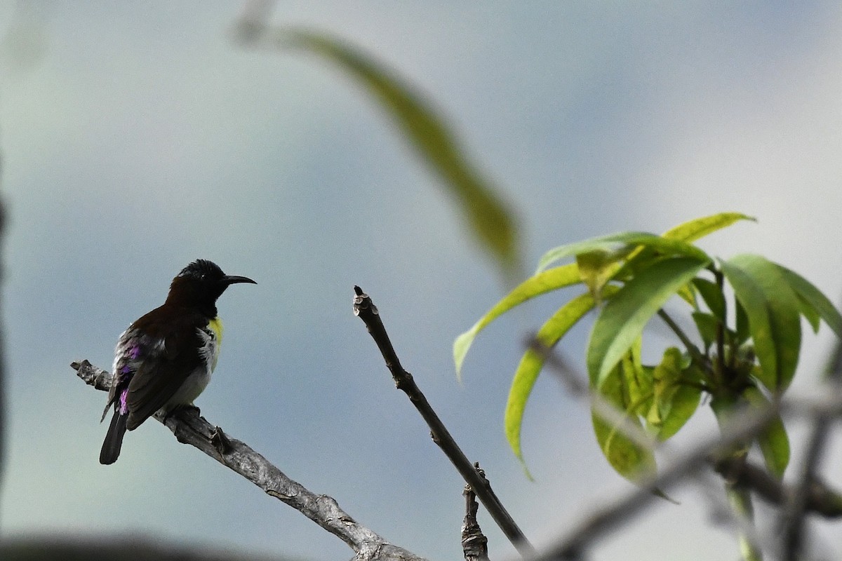 Purple-rumped Sunbird - ML635599106