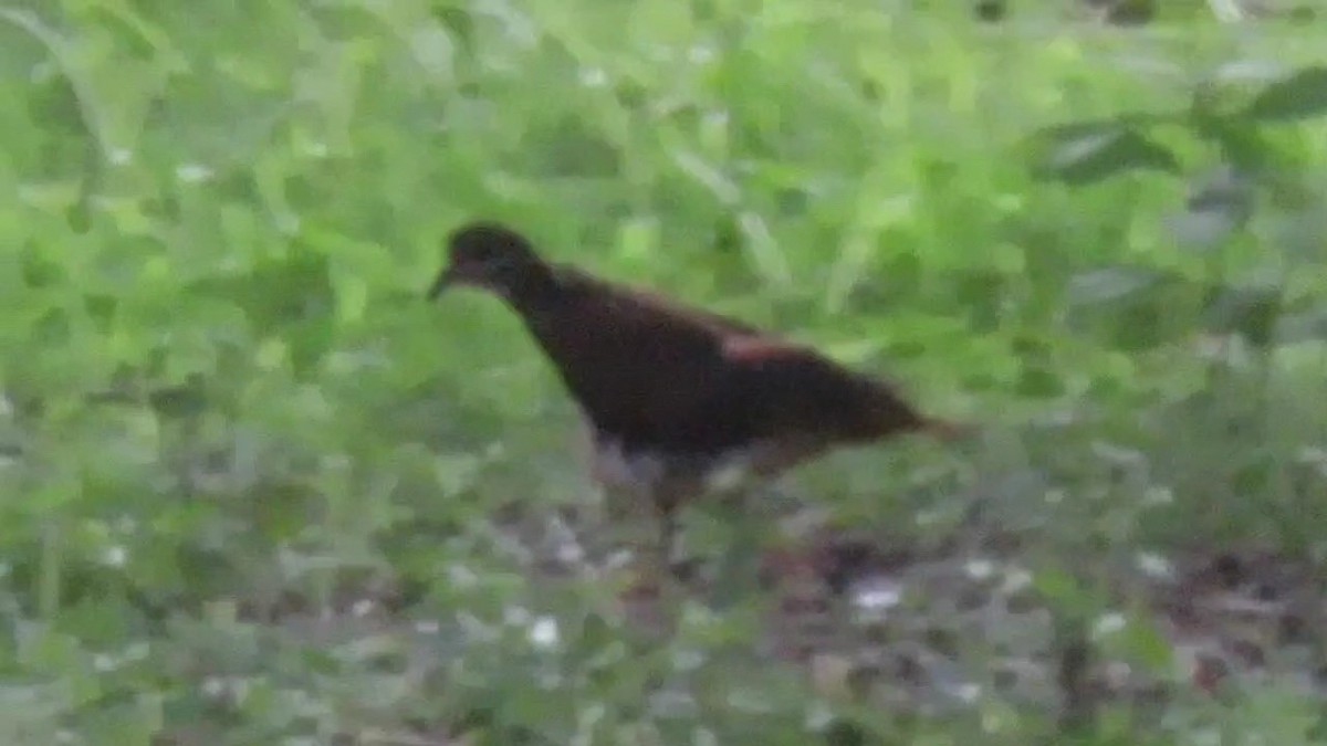Violaceous Quail-Dove - ML635599108