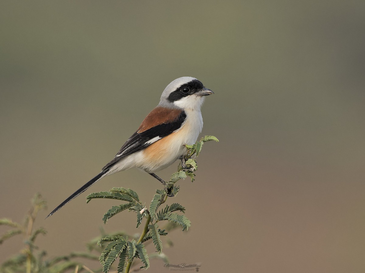 Bay-backed Shrike - ML635599137