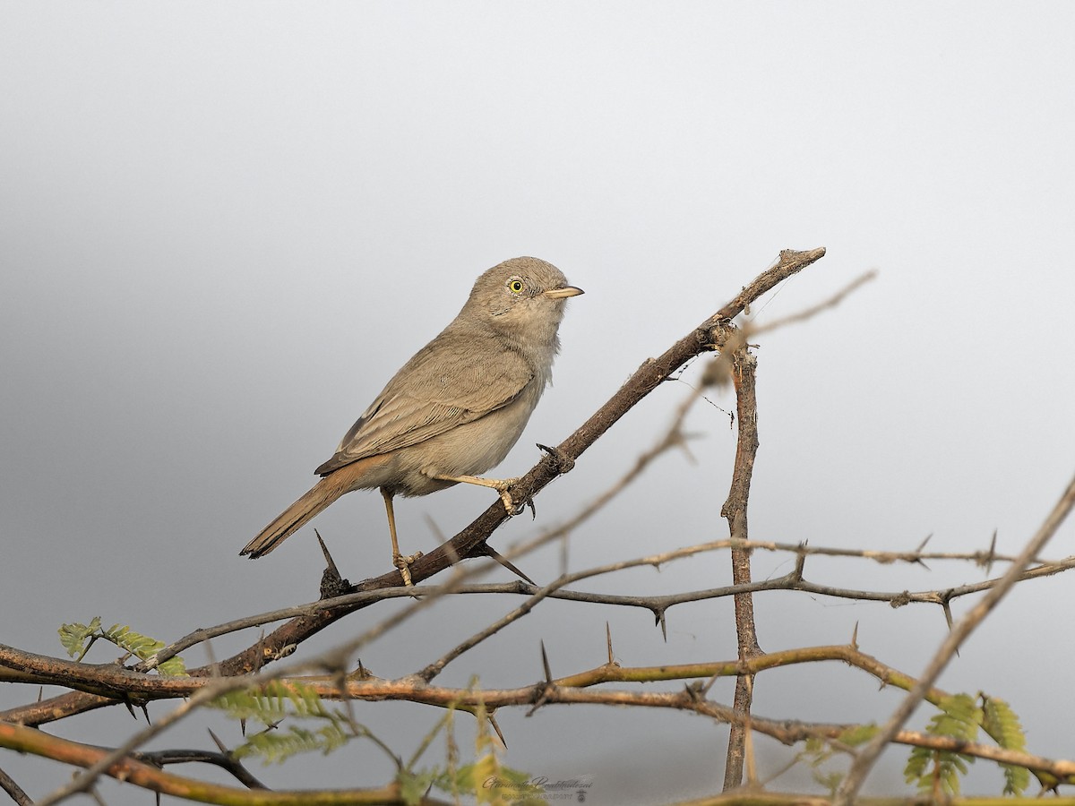 Asian Desert Warbler - ML635599139