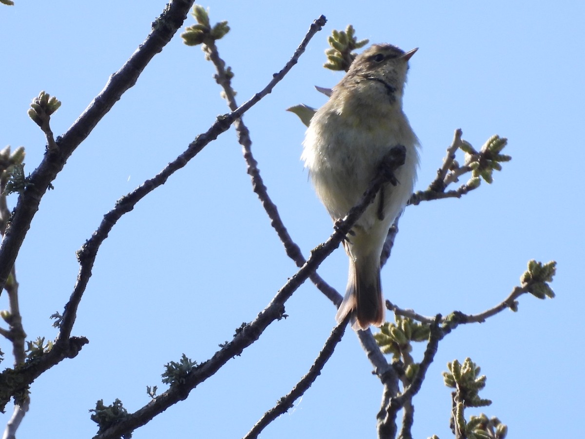 Common Chiffchaff - ML635599158
