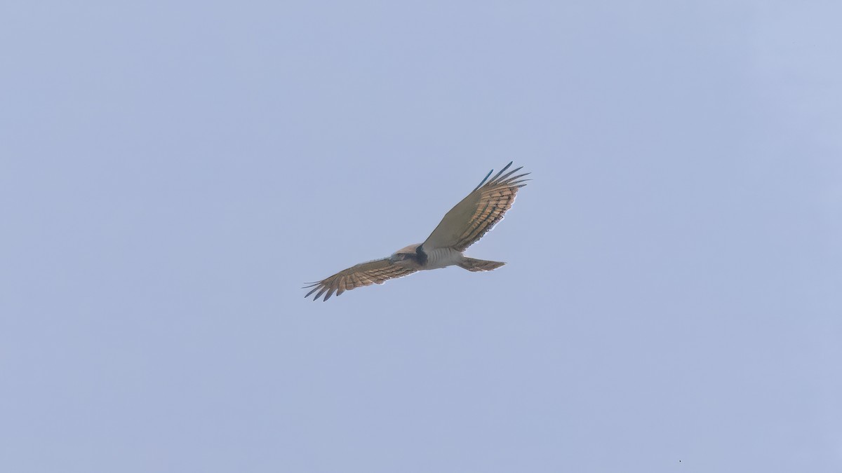 Beaudouin's Snake-Eagle - ML635599204