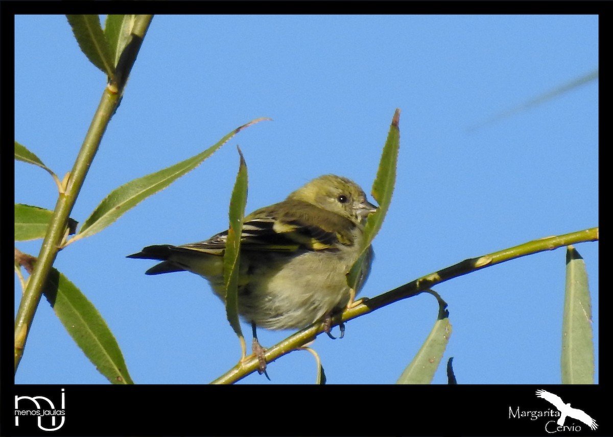 Hooded Siskin - ML635599392