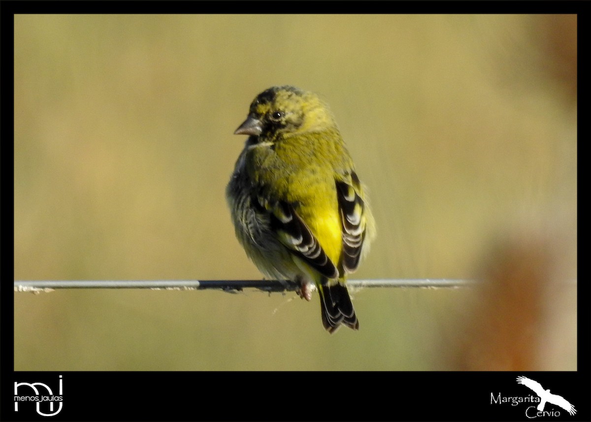 Hooded Siskin - ML635599630