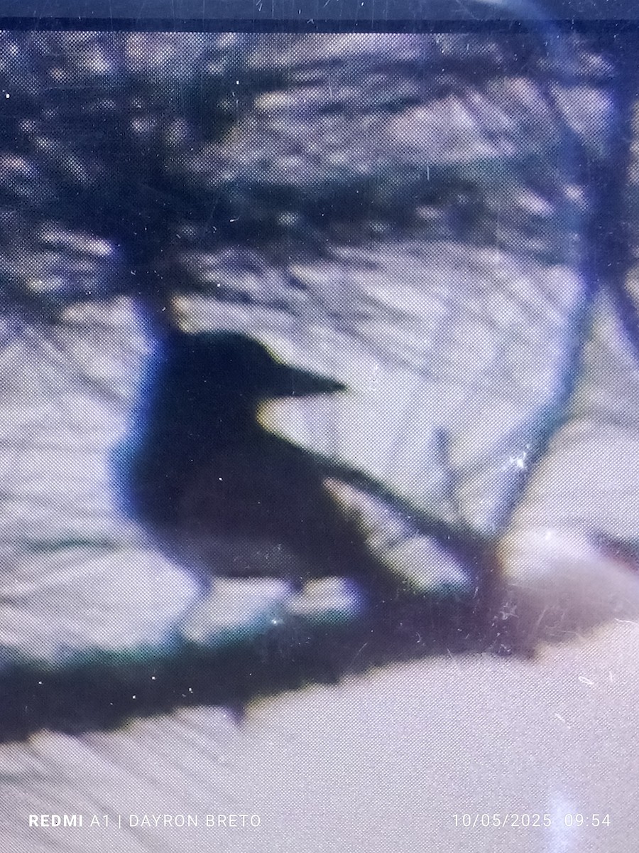 Giant Kingbird - ML635599633
