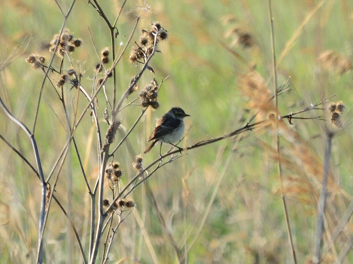 Siberian Stonechat (Siberian) - ML635599649
