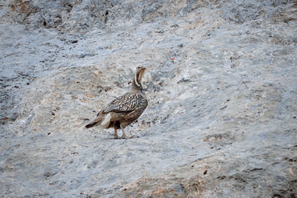 Caspian Snowcock - ML635599695