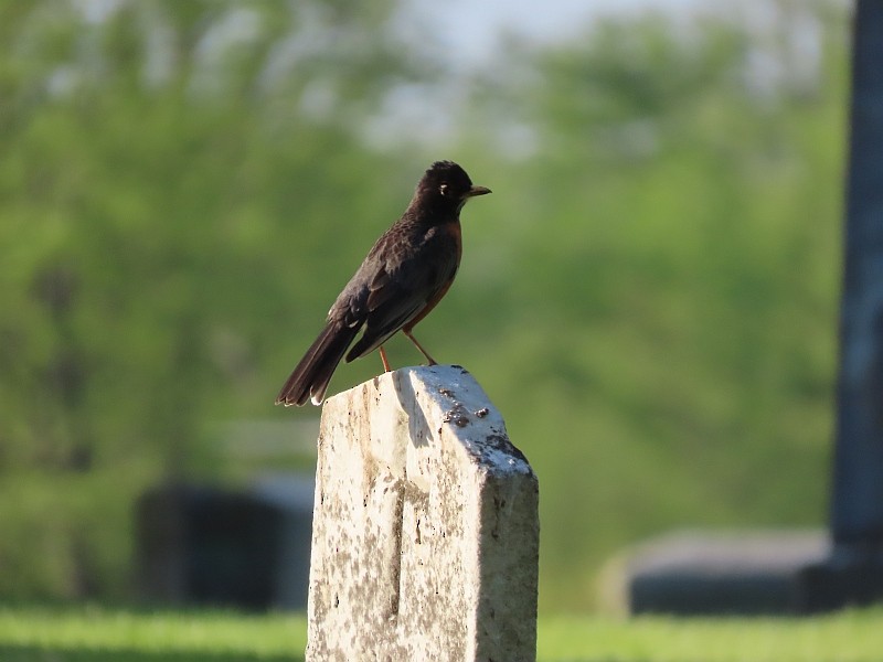 American Robin - ML635599724