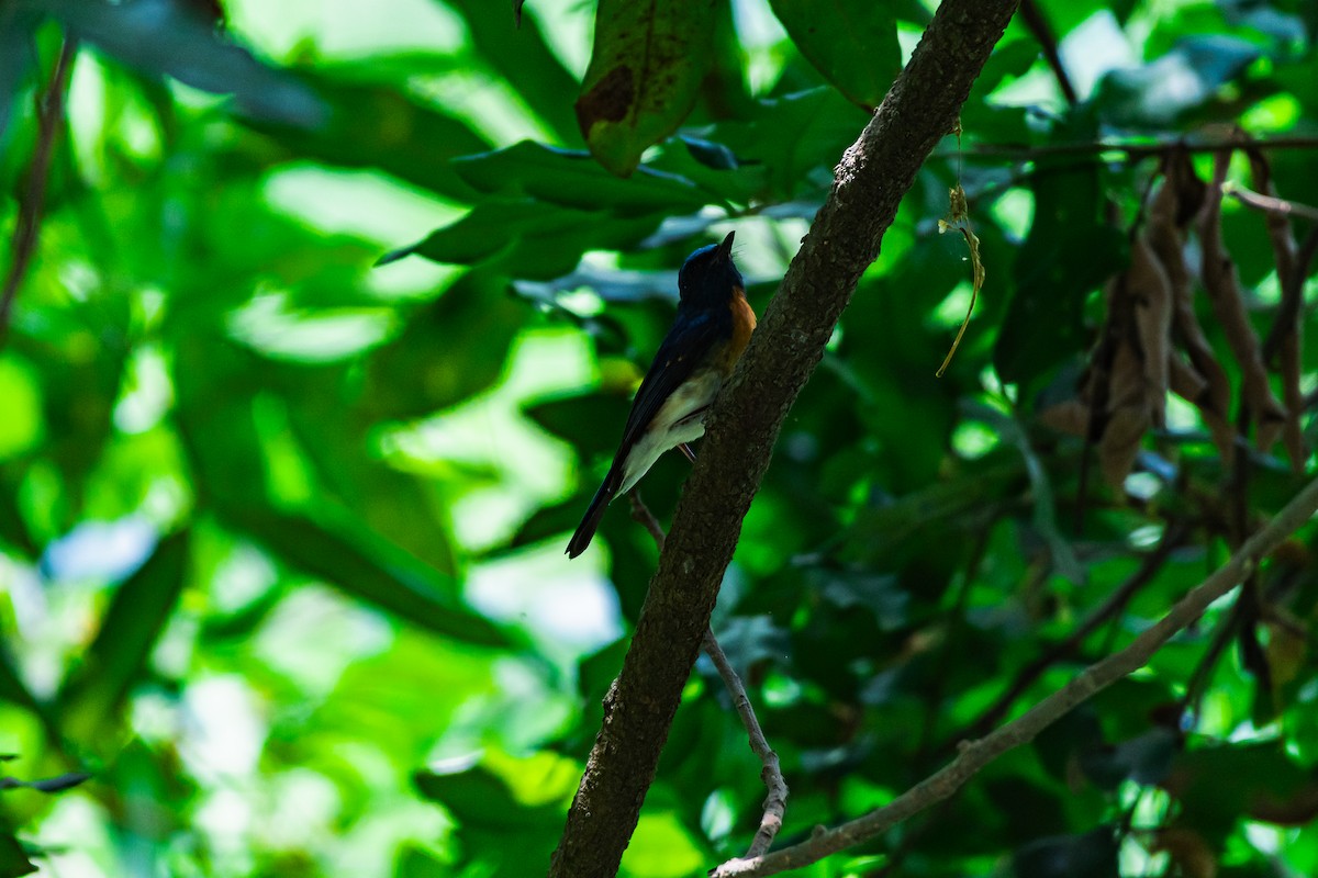 Blue-throated Flycatcher - ML635599766