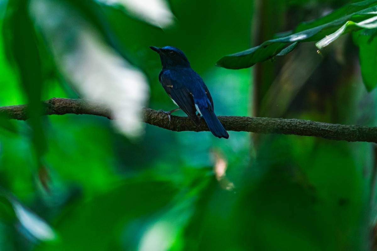 Blue-throated Flycatcher - ML635599768
