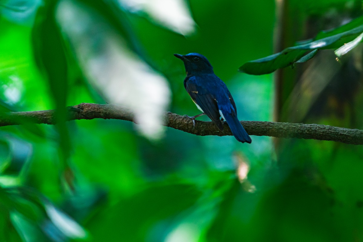 Blue-throated Flycatcher - ML635599772