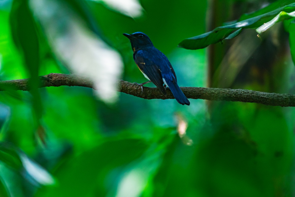 Blue-throated Flycatcher - ML635599773