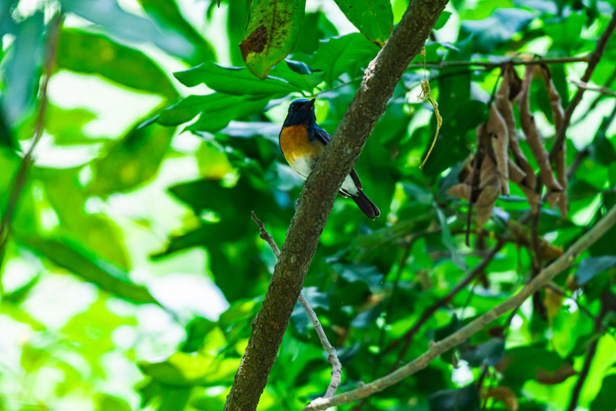 Blue-throated Flycatcher - ML635599774