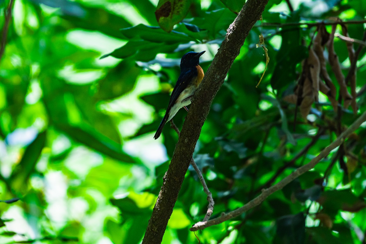 Blue-throated Flycatcher - ML635599775