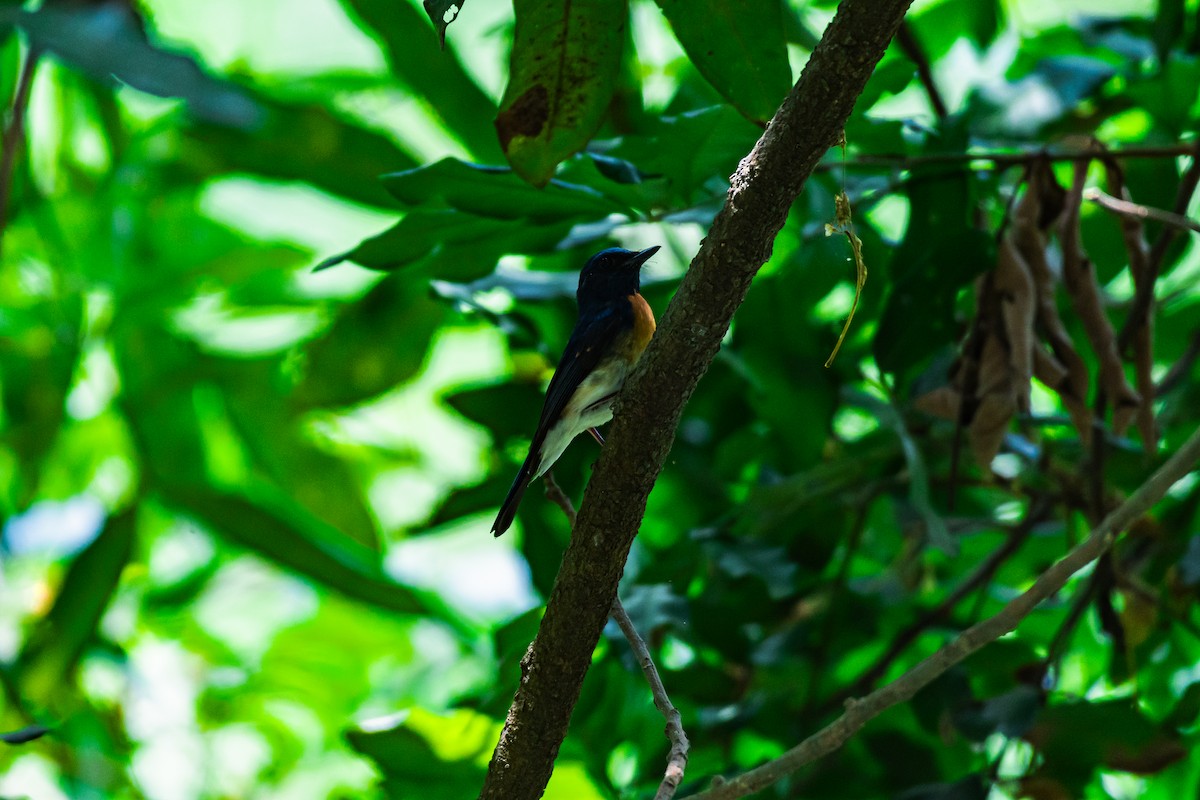Blue-throated Flycatcher - ML635599776