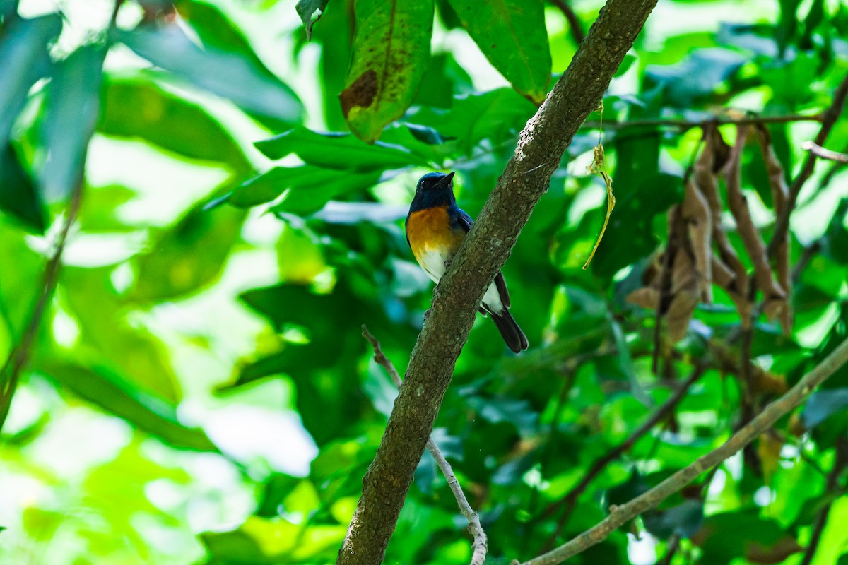 Blue-throated Flycatcher - ML635599777