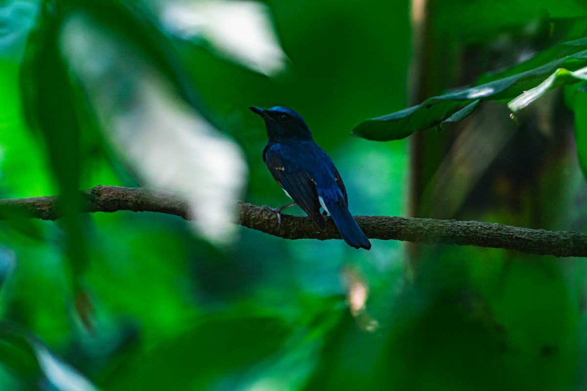 Blue-throated Flycatcher - ML635599778