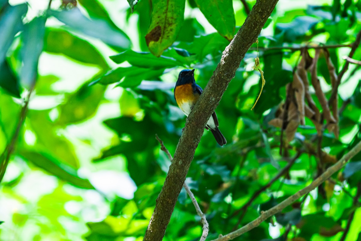 Blue-throated Flycatcher - ML635599779