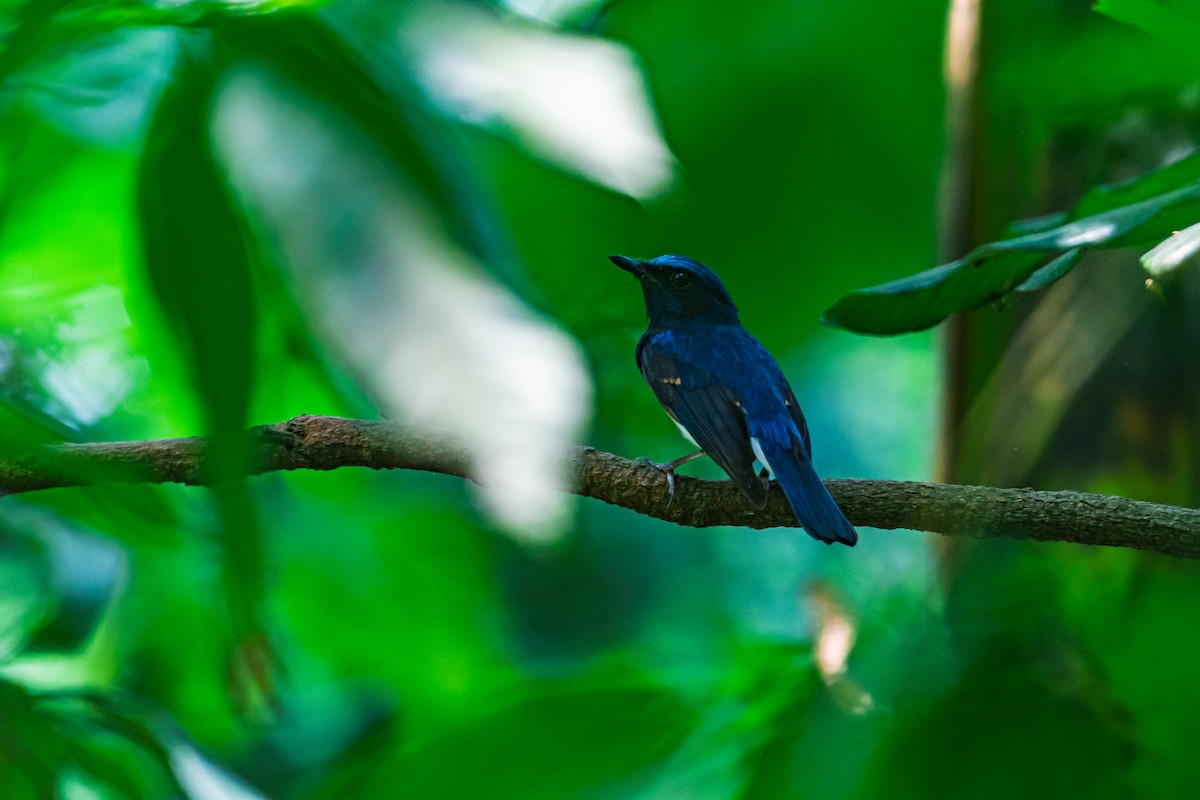 Blue-throated Flycatcher - ML635599780
