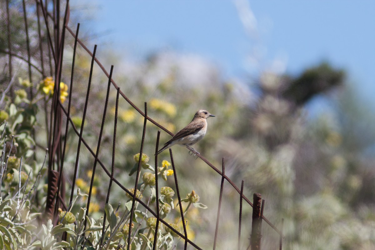 bělořit škraboškový - ML635599817