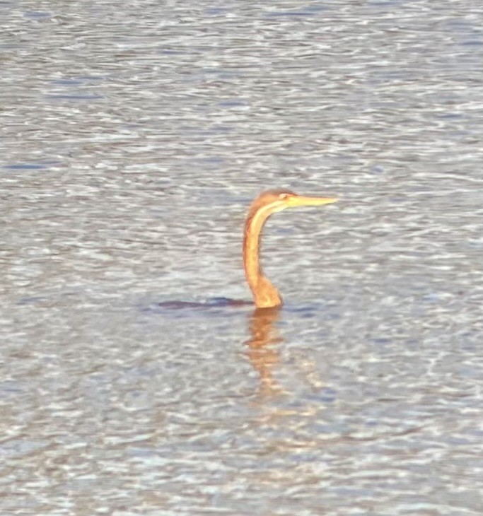 anhinga africká - ML635599836