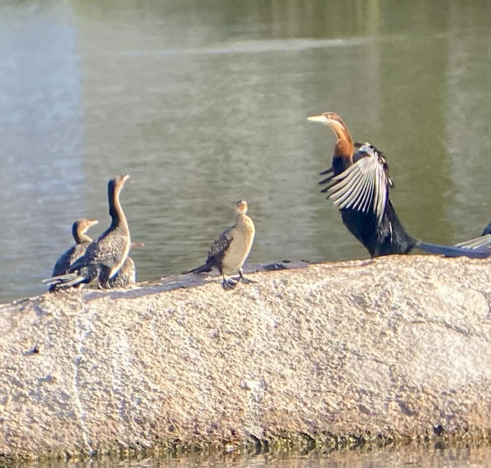 anhinga africká - ML635599838