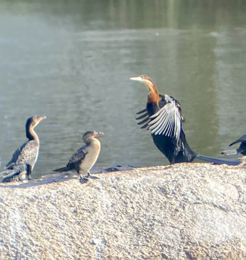 anhinga africká - ML635599839