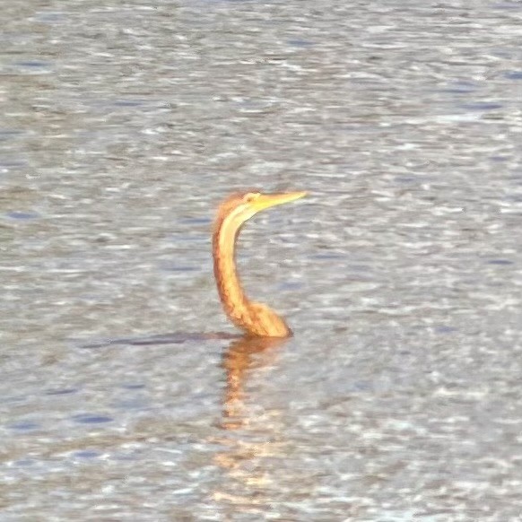 anhinga africká - ML635599840