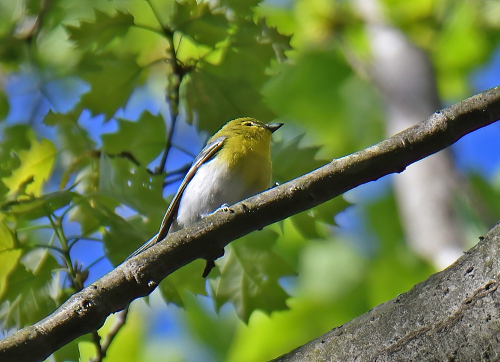 Sarı Gerdanlı Vireo - ML635599883