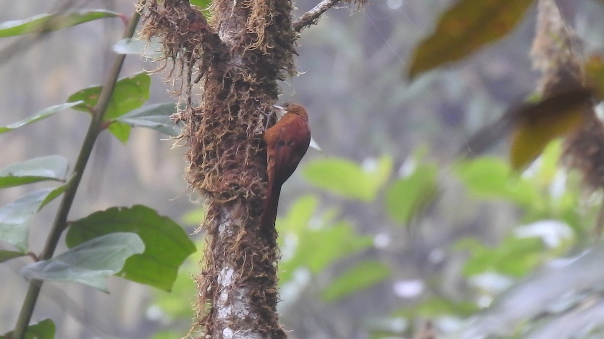 Fulvous-dotted Treerunner - ML635599968