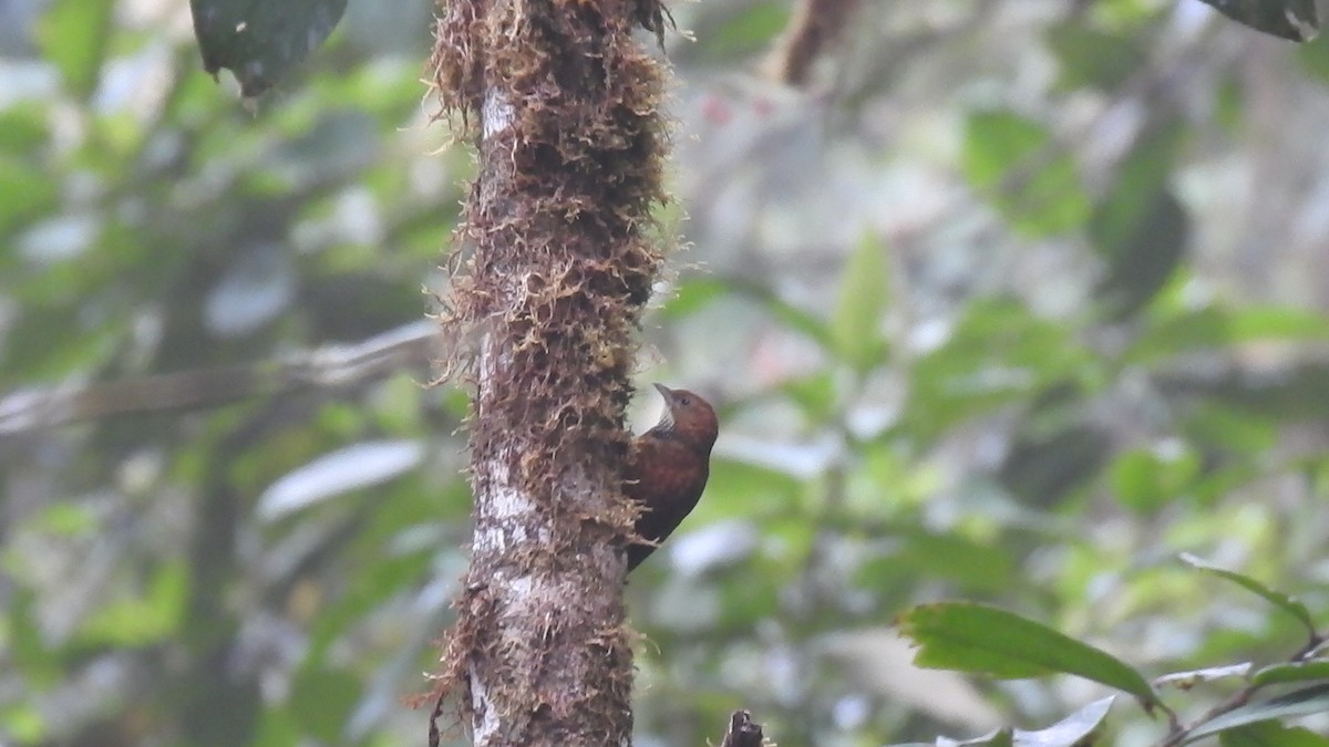 Fulvous-dotted Treerunner - ML635599969
