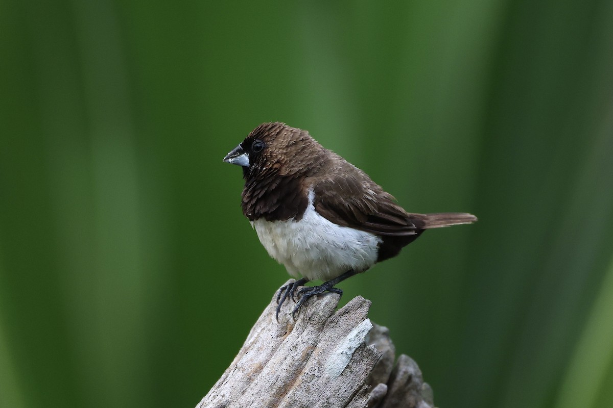 Javan Munia - ML635599983