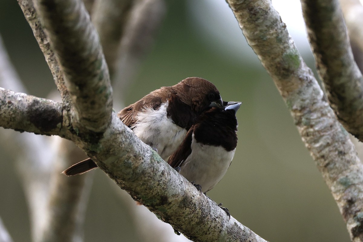 Javan Munia - ML635599984