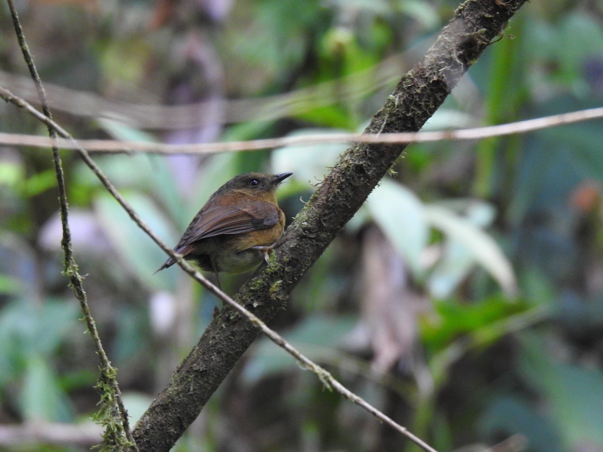 Bronze-olive Pygmy-Tyrant - ML635600054