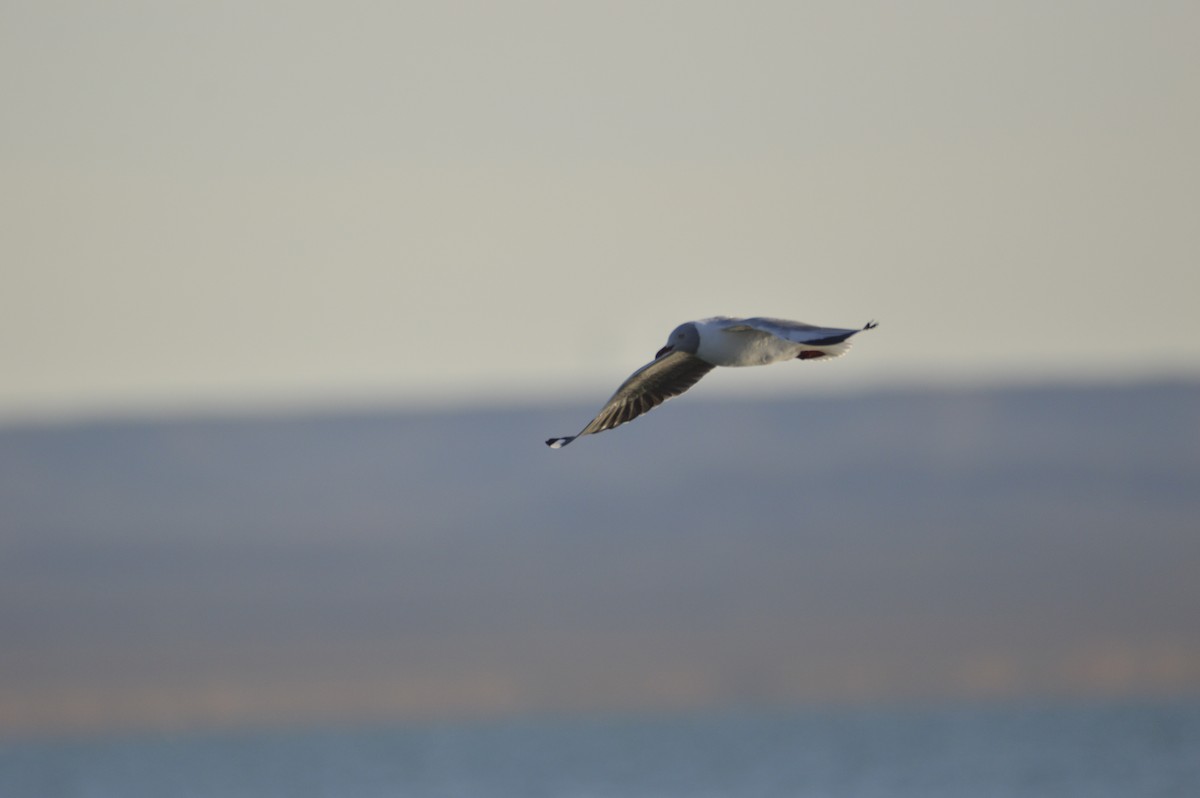 Gray-hooded Gull - ML635600068