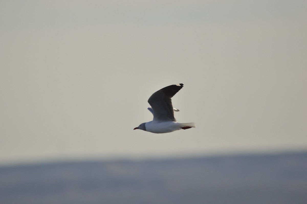 Gray-hooded Gull - ML635600069