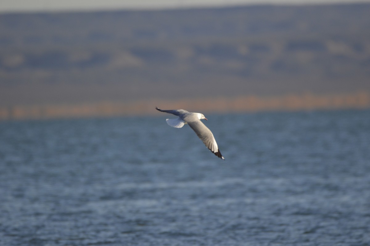 Gray-hooded Gull - ML635600070